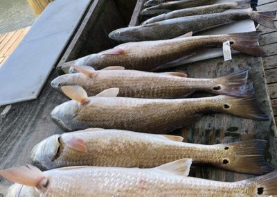 Trout and Redfish - August